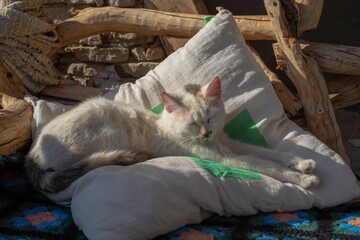 Cat on a pillow in a country yard.