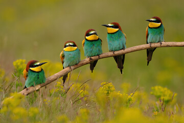 Group of colorful bee-eater on tree branch, against of yellow flowers background