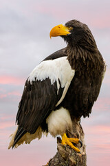 Steller's sea eagle sits on a stump against the background of nice orange and blue sky. The bird of prey looks to the left