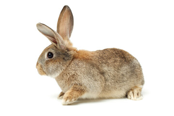 rabbit isolated on white background