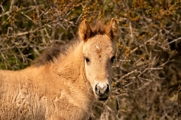 Head of a konik horse foal. The cute young animal looks straight into the camera. In the golden reeds © Dasya - Dasya