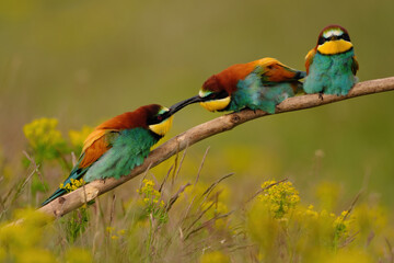 Group of colorful bee-eater on tree branch, against of yellow flowers background
