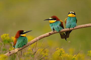 Group of colorful bee-eater on tree branch, against of yellow flowers background