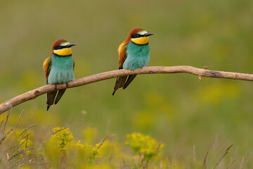 Group of colorful bee-eater on tree branch, against of yellow flowers background - 441530106