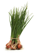 young green garlic leaves isolated on white background