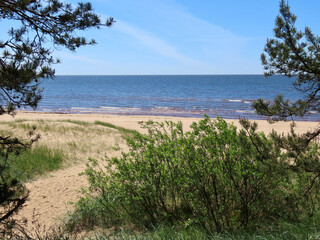 Sand dunes by the Baltic sea: blue sky and sea, white waves, yellow sand, green harsh grass
