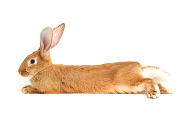 orange rabbit on white background 