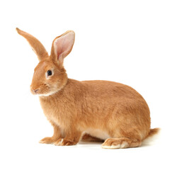 Obraz premium orange rabbit on white background 