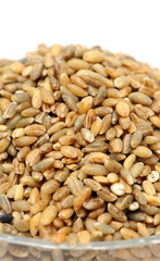 Highland barley is a variant of barley, mainly in Tibet, is the staple food of Tibetan people on white background