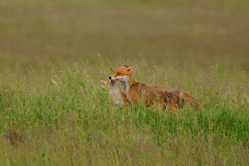 Fox cub playing with the mother fox on the meadow