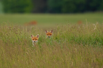 Little fox cubs in the meadow