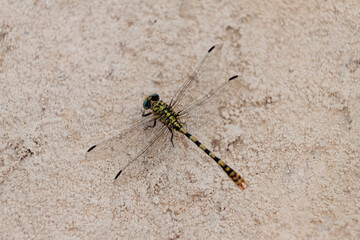 Onychogomphus forcipatus Gomphe à pinces posé en gros plan