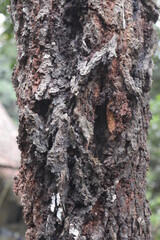 Details of diseased bark
