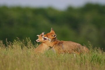 Fox cub playing with the mother fox on the meadow