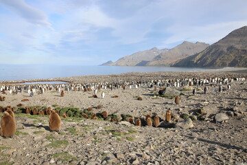 King Penguins breeding colony at St Andrews Bay, South Georgia Island