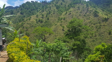 landscape with trees