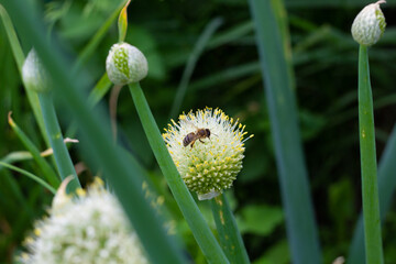 A bee pollinates flowering onions. Close-up. Place for your text.