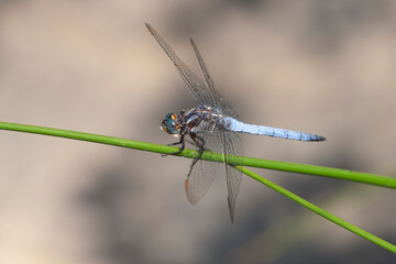 Orthetrum coerulescens Orthétrum bleuissant posé en gros plan