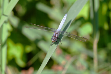 Orthetrum coerulescens Orthétrum bleuissant posé en gros plan