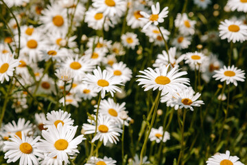 flowers in a field, summer time