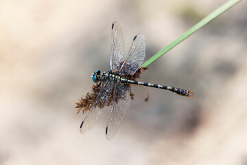 Onychogomphus forcipatus Gomphe à pinces posé en gros plan