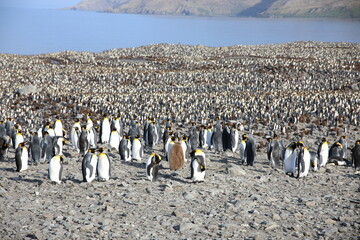 Obraz premium King Penguins breeding colony at St Andrews Bay, South Georgia Island