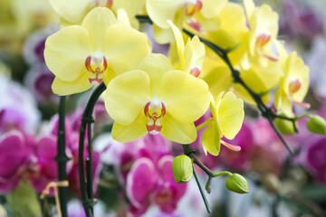 Colorful yellow vanda orchids flowers branch blooming in garden background