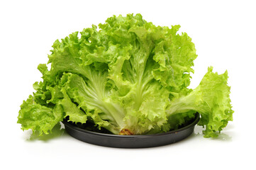 Broccoli vegetable on white background