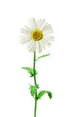 Beautiful daisy isolated on white background