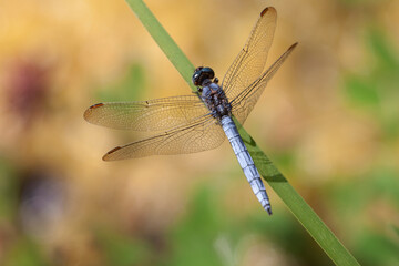 Orthetrum coerulescens Orthétrum bleuissant posé en gros plan