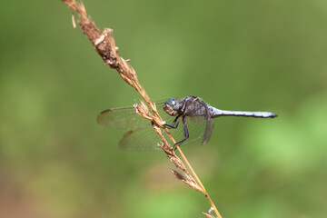 Orthetrum coerulescens Orthétrum bleuissant posé en gros plan