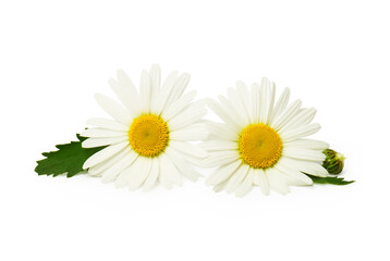 Fototapeta premium Beautiful daisy isolated on white background
