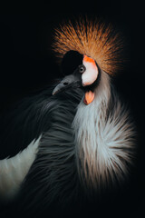 black crowned crane. crane looking. crane on dark background. © balousekk