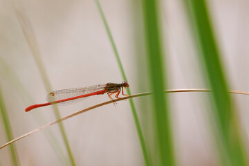 Ceriagrion tenellum Agrion délicat perché sur de la végétation de bord de ruisseau