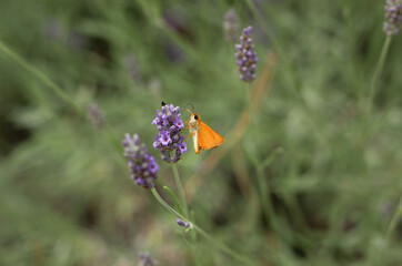 A butterfly sitting on a lavender flower surrounded by a blurry background of blooming lavender 