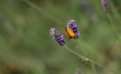 A butterfly sitting on a lavender flower surrounded by a blurry background of blooming lavender 