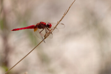 Crocothemis erythraea Libellule écarlate posée en gros plan