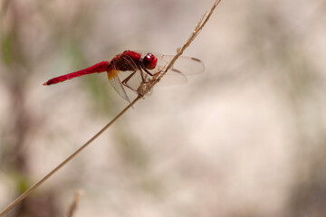 Crocothemis erythraea Libellule écarlate posée en gros plan