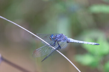 Orthetrum coerulescens Orthétrum bleuissant posé en gros plan