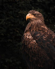 portrait of a bald eagle. american eagle. usa eagle icon.