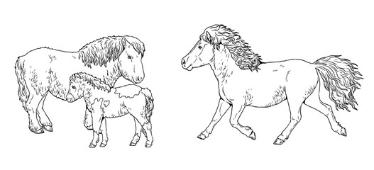 Pony mare with the foal. Galloping horse. Coloring page with horses. Template for children to paint.	