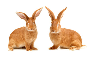 rabbits isolated on white background 