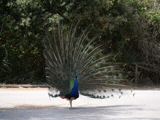 Obraz premium Male peacock making the wheel with his feathers