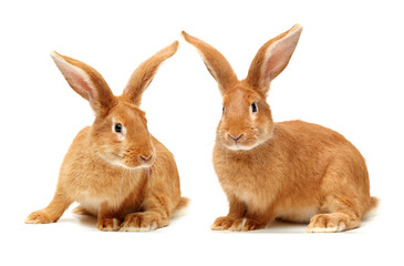 rabbits isolated on white background 