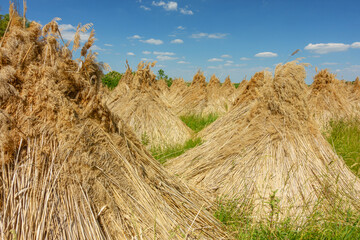 Drying reeds near Neusiedler See lake in the Burgenland Austria
