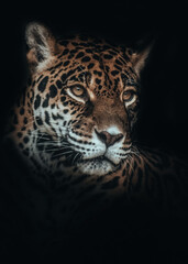 Fototapeta na wymiar close up portrait of a leopard. jaguar ready to hunt.