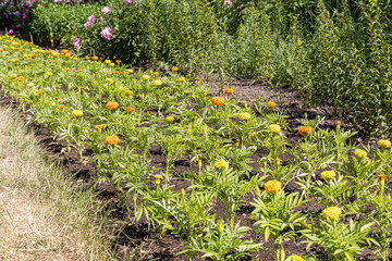 Yellow and orange round Zinnia flowers with beautiful green leaves bloom in summer in the garden