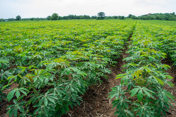 Green cassava tree in the cultivated field