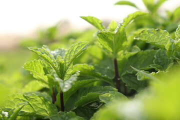 Mint leaves, Fresh and green mint gardening and farming - obrazy, fototapety, plakaty