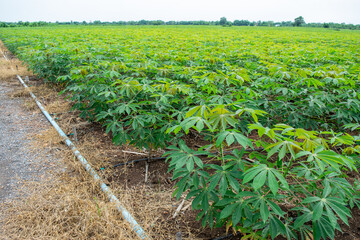 Green cassava tree in the cultivated field